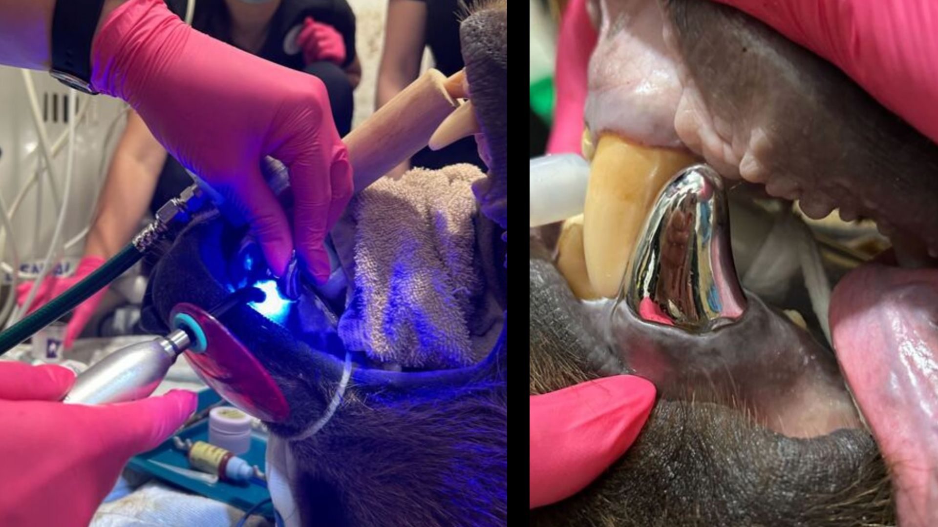 © Crédit photo : Lake Superior Zoo