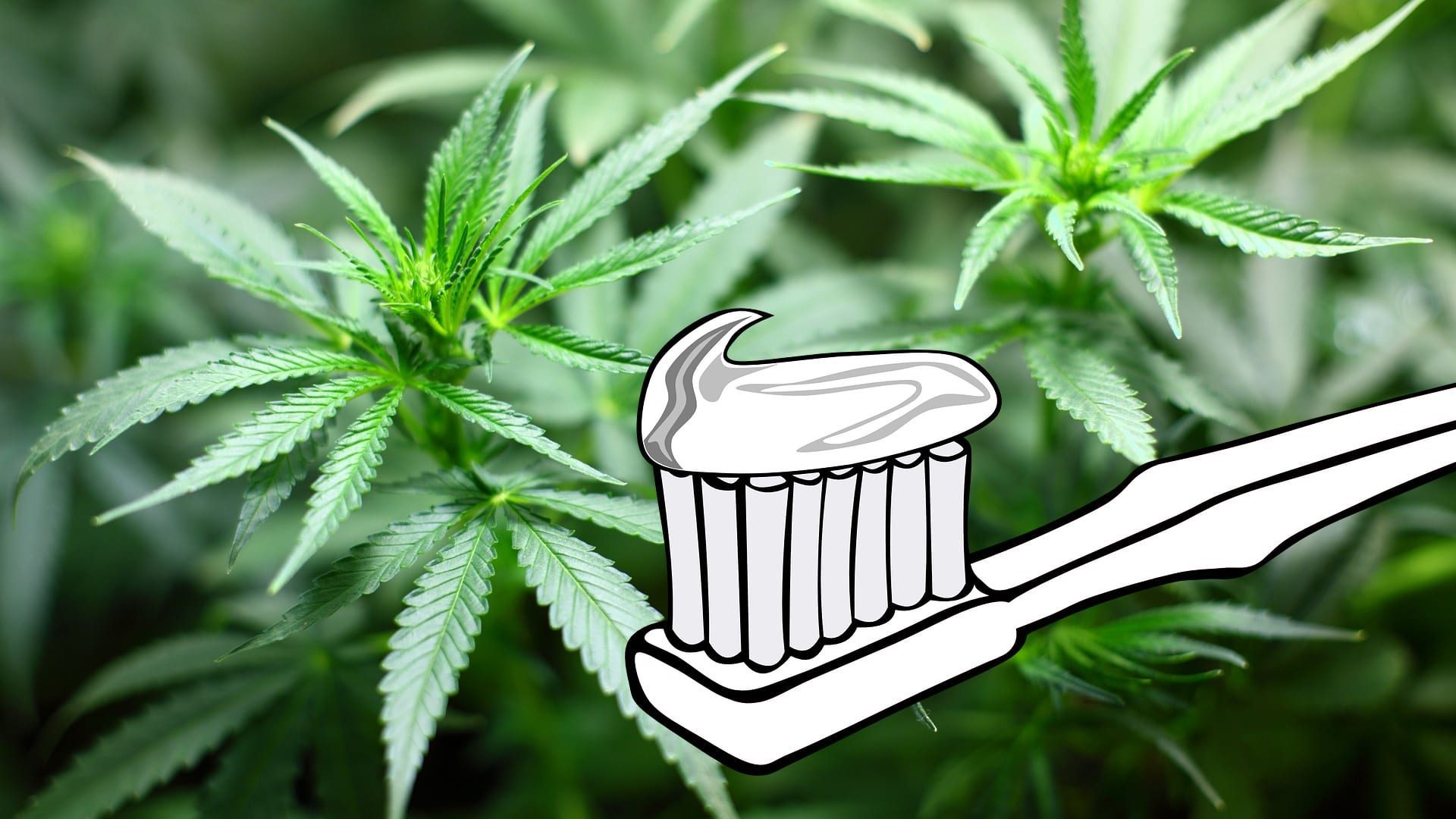dentifrice-au-cannabis